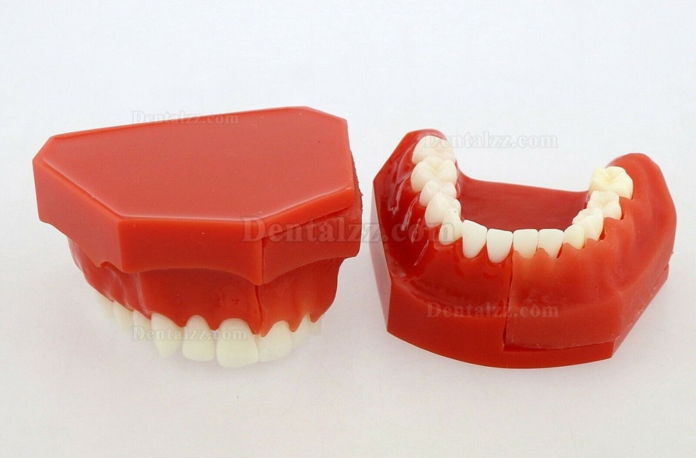 歯列モデル模型 永久歯デモンストレーション教学 研究用模型 4006# 歯科模型